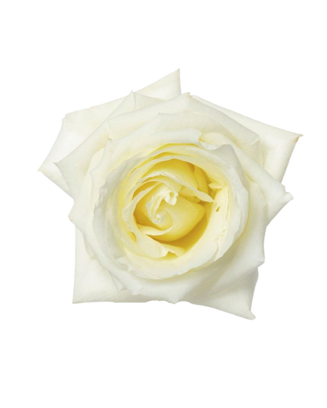 White Chocolate White Chocolate - Image 1