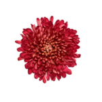 Crisantemo Andrea Red