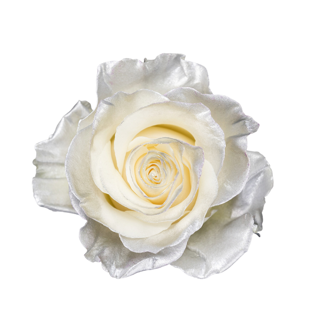 10 Silver Snow - Image 1