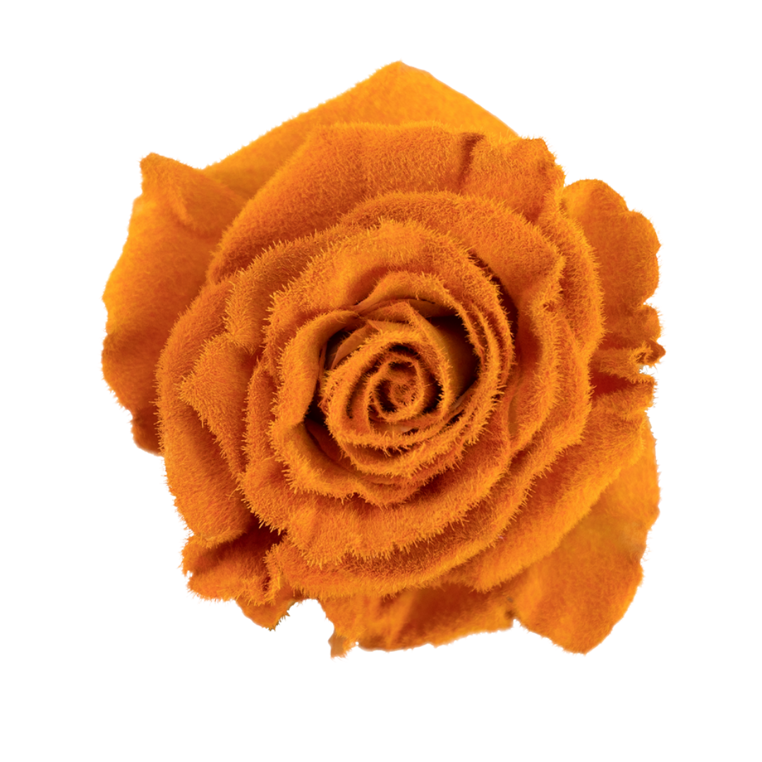 116 Burnt Velvet - Image 1