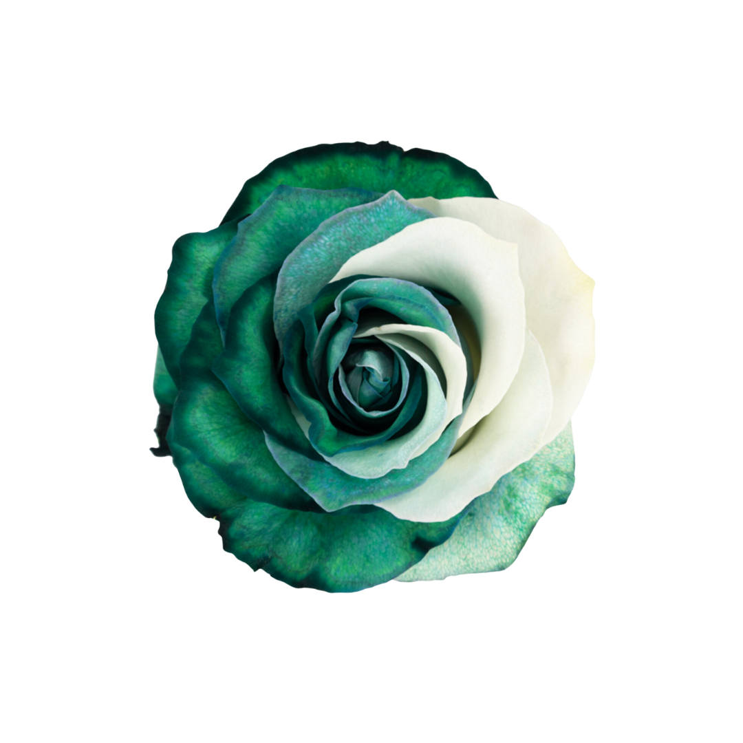 13 Pine Snow - Image 1