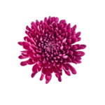 Crisantemo Andrea Hot Pink