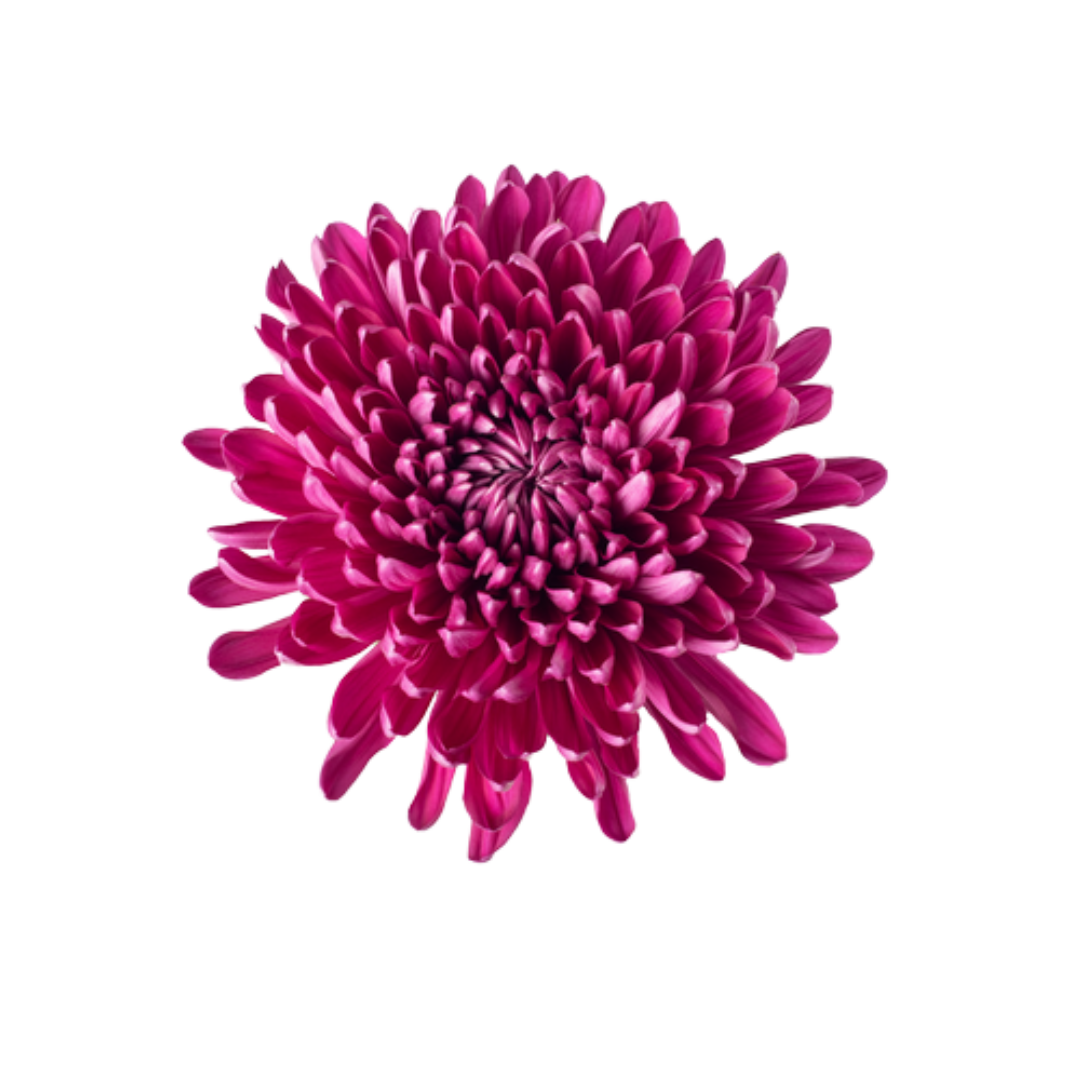 4 Crisantemo Andrea Hot Pink - Image 1