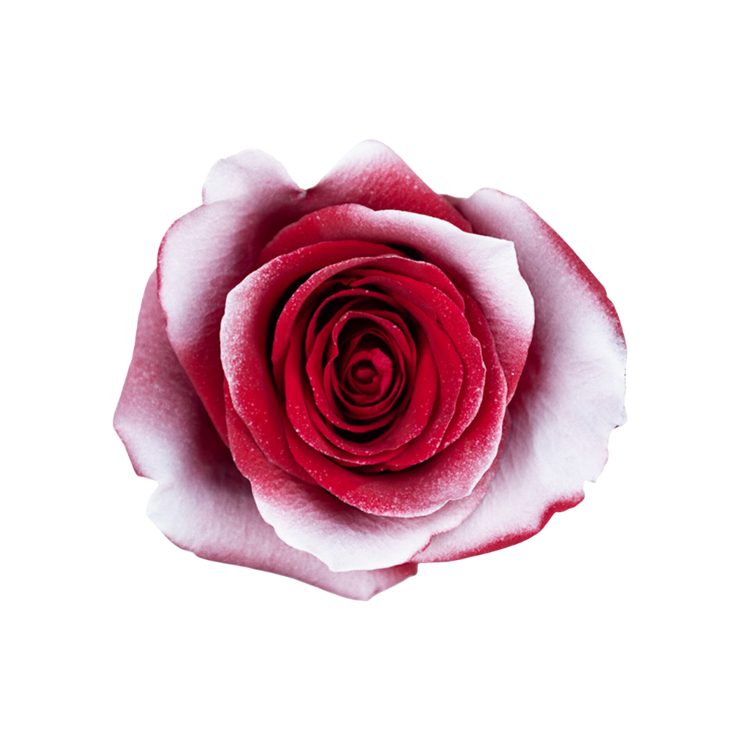 5 Red Velvet Snow - Image 1