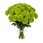 Crisantemo Green - Image 3