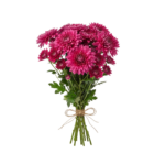 Crisantemo Andrea Hot Pink - Image 2