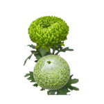 Crisantemo Green - Image 2