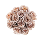 Nude Velvet - Image 2