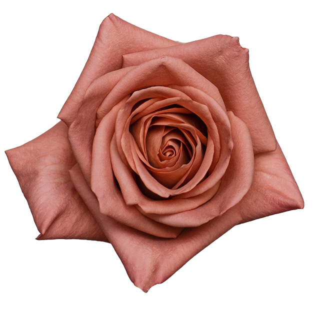 Barista Barista - Image 1