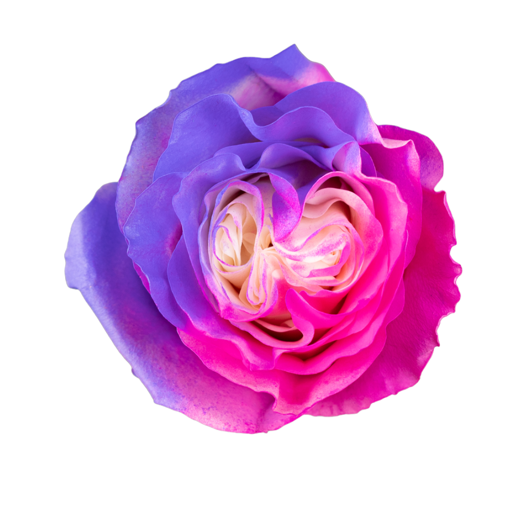 Bi-Color Dream Bi-Color Dream - Image 1