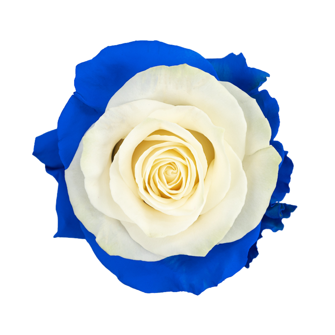 Blue Rhapsody Blue Rhapsody - Image 1