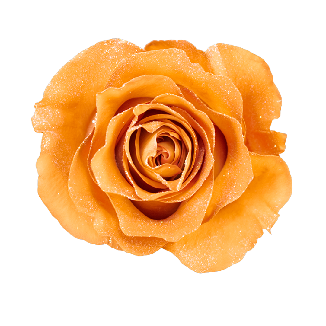 Bright Orange Bright Orange - Image 1