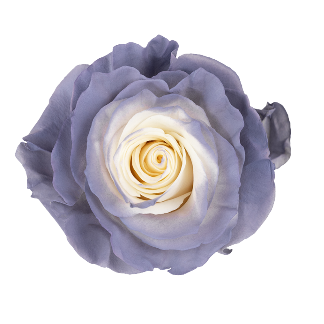 Cloud Dream Cloud Dream - Image 1