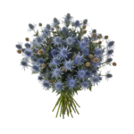 Eryngium - Image 2