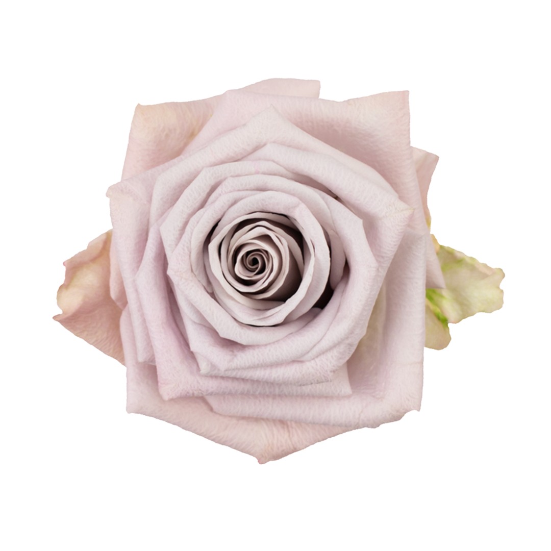 Diseño sin título-4 Menta - Image 1