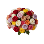 Assorted Garden Roses – Mix Colors (Farm Choice) - Image 2