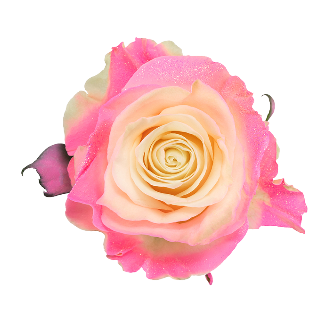 Fusion Pop Fusion Pop - Image 1