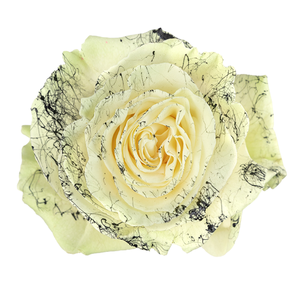 Ink Splatter Ink Splatter - Image 1