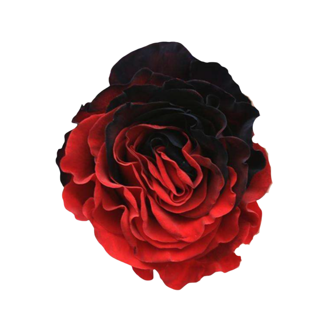 Manchester Manchester - Image 1