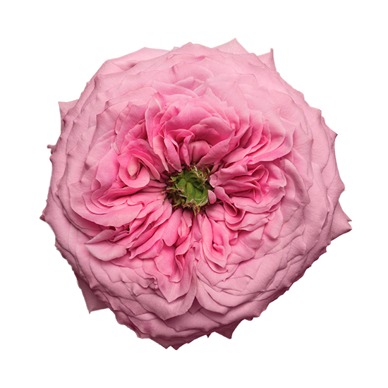 Peonikiss Peonikiss - Image 1