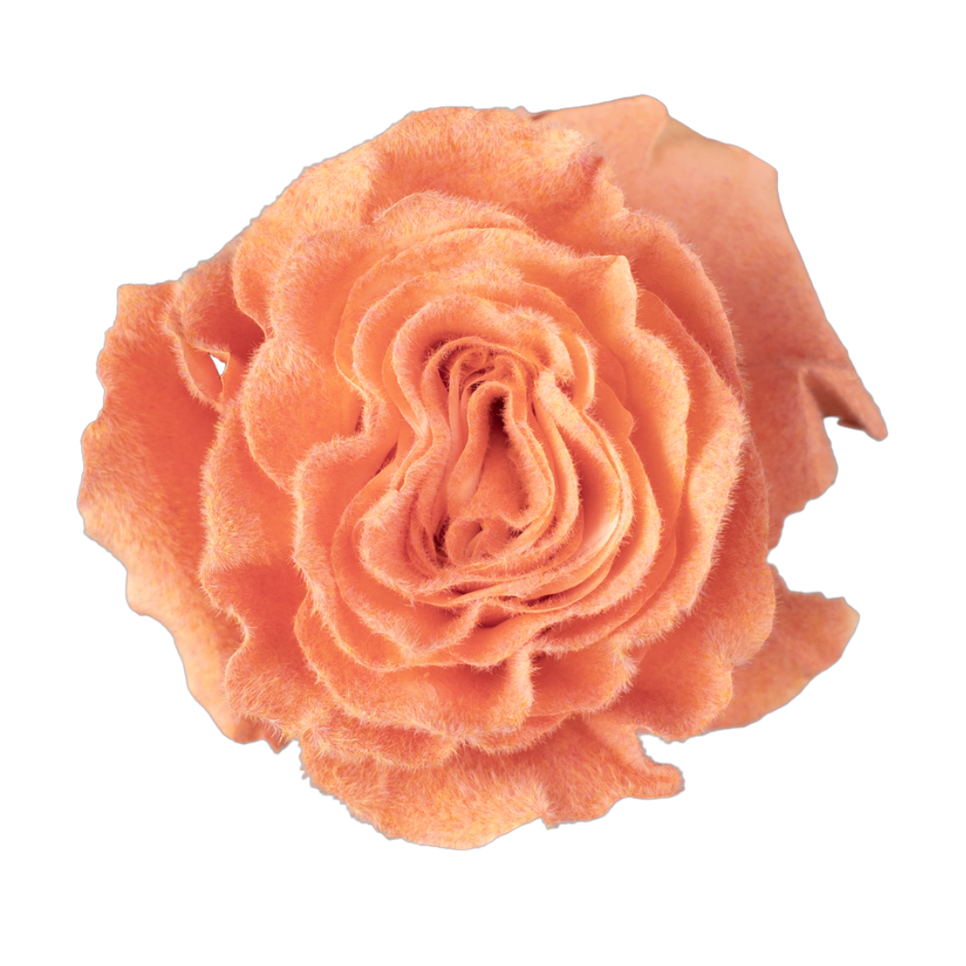 Velvet Peach Velvet Peach - Image 1