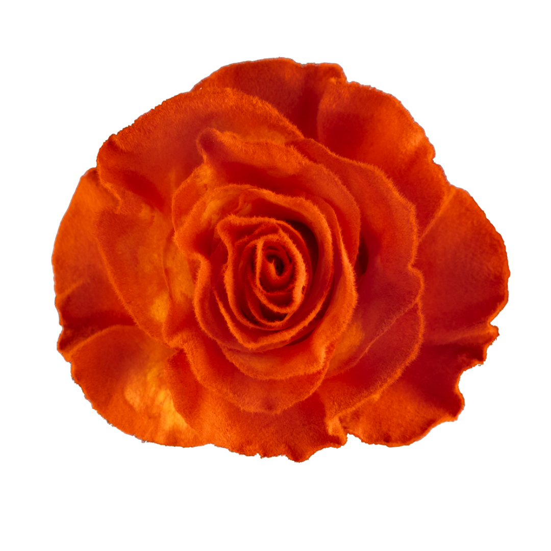 Vibrant Orange Vibrant Orange - Image 1